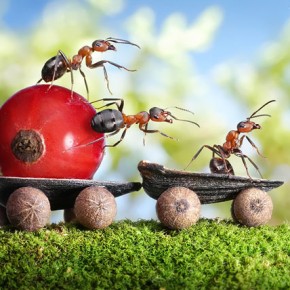 Μυρμήγκια εν δράσει – κι όμως δεν είναι Photoshop! - Φωτογραφία 9