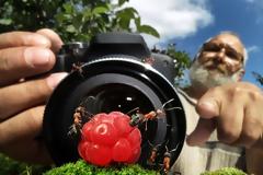 Μυρμήγκια εν δράσει – κι όμως δεν είναι Photoshop!