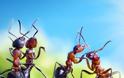 Μυρμήγκια εν δράσει – κι όμως δεν είναι Photoshop! - Φωτογραφία 16