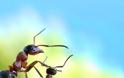 Μυρμήγκια εν δράσει – κι όμως δεν είναι Photoshop! - Φωτογραφία 21