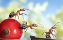 Μυρμήγκια εν δράσει – κι όμως δεν είναι Photoshop! - Φωτογραφία 9