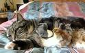 Κοτοπουλάκι κουλουριάζεται στην αγκαλιά μιας γάτας! [Video]