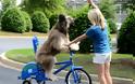 Σκύλος κάνει ποδήλατο... Απίστευτο! [Video]