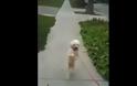 Απολαύστε τον σκύλο που περπατάει σαν άνθρωπος! [Video]