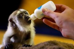 Ο αξιαγάπητος DIEGO [pics]