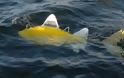 Ρομποτικά ψάρια «περιπολούν» για τη ρύπανση στα λιμάνια