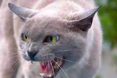 Holland-reou: το αντίδοτο στην εθνική κατάθλιψη