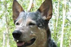 ΔΕΙΤΕ: Οι πιο έξυπνες ράτσες σκύλων