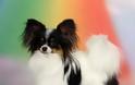 ΔΕΙΤΕ: Οι πιο έξυπνες ράτσες σκύλων - Φωτογραφία 11
