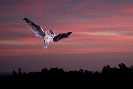 Νυχτερίδες σπέρνουν το θάνατο στο Περού - Φωτογραφία 1