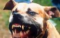 Αναγνώστης κάνει λόγο για αδέσποτα επιθετικά σκυλιά στην παραλία του Βόλου