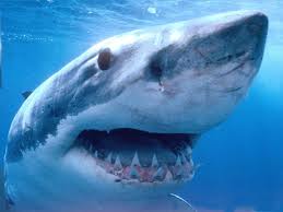 Μεγάλος λευκός καρχαρίας σε κατάσταση αμόκ [video] - Φωτογραφία 1