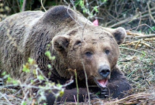Επέστρεψε στο Τσοτύλι Κοζάνης η θηλυκή αρκούδα - Φωτογραφία 1