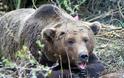 Επέστρεψε στο Τσοτύλι Κοζάνης η θηλυκή αρκούδα