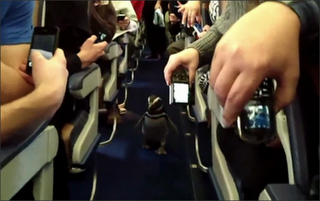 Πιγκουίνοι βολτάρουν στο διάδρομο αεροπλάνου! - Φωτογραφία 1