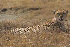 ΔΕΙΤΕ: Στρουθοκάμηλος κυνηγά… τσιτάχ!