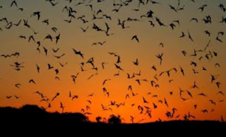 Οι νυχτερίδες απειλούν ιθαγενή πληθυσμό στο Περού - Φωτογραφία 1