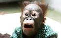 Μαϊμού επίθεση Μπόμπολα-Δασκαλόπουλου στον Βενιζέλο