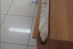 Κεφαλλονιά: Χτύπησε τον αστυνομικό με καδρόνι για να μην τον συλλάβει!