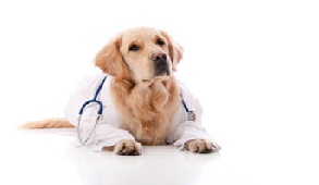 Pet therapy: Πως τα σκυλιά θεραπεύουν τον άνθρωπο - Φωτογραφία 1