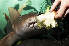 Ο πρώτος χορτοφάφος… καρχαρίας στον κόσμο!