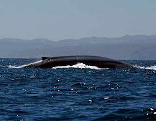 ΑΠΙΣΤΕΥΤΟ : Φάλαινα στην Αίγινα ! - Φωτογραφία 1