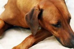 Όταν η αγάπη της μάνας ξεπερνάει τα σύνορα...!!!