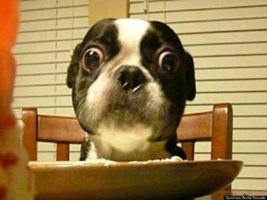 Ο σκύλος με τα μεγαλύτερα μάτια στον κόσμο - Φωτογραφία 1