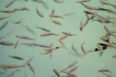 Γκιζάνι, το ψαράκι που κατοικεί στη Ρόδο