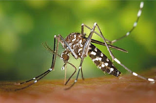 Μάθετε πόσα κουνούπια χρειάζονται, για να πιουν όλο το αίμα ενός ανθρώπου! - Φωτογραφία 1