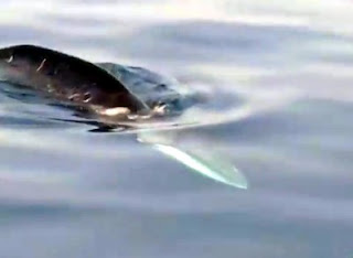 Μια πτεροφάλαινα στο Σαρωνικό [Video] - Φωτογραφία 1