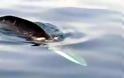 Μια πτεροφάλαινα στο Σαρωνικό [Video]