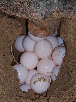Οι θαλάσσιες χελώνες επέστρεψαν στη Ζάκυνθο - Φωτογραφία 2