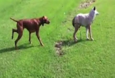 Σκύλος προσπαθεί να επιτεθεί σε λύκο! (Video) - Φωτογραφία 1