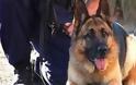 Αστυνομικός σκύλος εντόπισε 215 γρ. κάνναβης στο σπίτι 23χρονου
