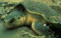 Πρέβεζα: Νεκρές χελώνες εντοπίστηκαν σε παραλίες