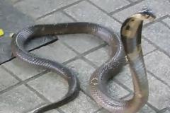 Βρέθηκε οχιά σε σπίτι στο κέντρο της Λάρισας