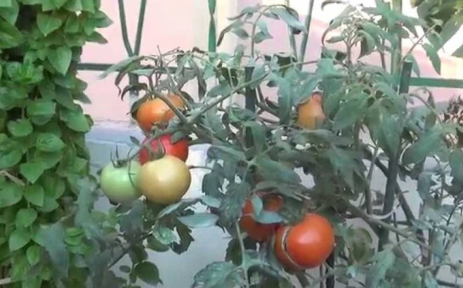 ΧΡΗΣΙΜΟ - Πώς να καλλιεργήσετε ντομάτες στη γλάστρα... [video] - Φωτογραφία 1