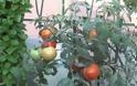 ΧΡΗΣΙΜΟ - Πώς να καλλιεργήσετε ντομάτες στη γλάστρα... [video]