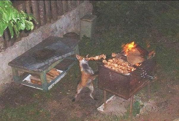 Αλεπού τσιμπάει σουβλάκι από ψησταριά [Photo] - Φωτογραφία 1