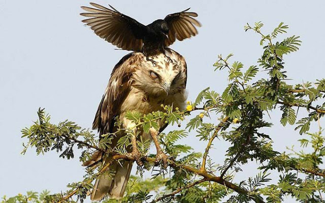 Δεν έχετε ξαναδεί κάτι τέτοιο! Kοράκι τρολαρει αετό που κάθεται αμέριμνος σε δέντρο - Φωτογραφία 3