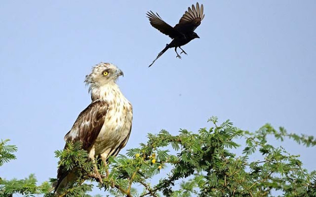 Δεν έχετε ξαναδεί κάτι τέτοιο! Kοράκι τρολαρει αετό που κάθεται αμέριμνος σε δέντρο - Φωτογραφία 4