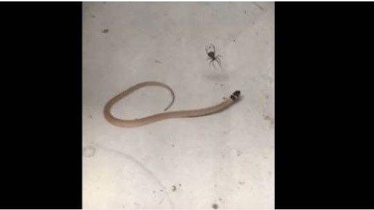 Φίδι Vs αράχνη: Εντυπωσιακή μάχη με μεγάλο νικητή... [video] - Φωτογραφία 1