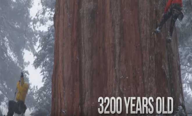 ΑΠΙΣΤΕΥΤΟ: Δείτε το γιγαντιαίο δέντρο σεκόγια 3.200 ετών! - Φωτογραφία 1