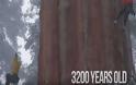 ΑΠΙΣΤΕΥΤΟ: Δείτε το γιγαντιαίο δέντρο σεκόγια 3.200 ετών!