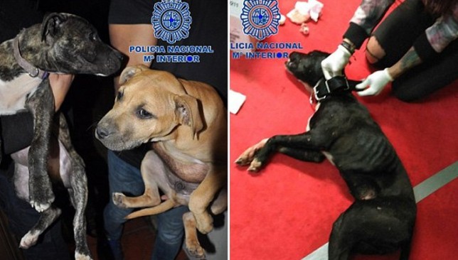 Η εισβολή αστυνομικών σε fight club ζώων που έσωσε 230 σκυλιά - Φωτογραφία 1