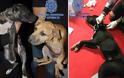 Η εισβολή αστυνομικών σε fight club ζώων που έσωσε 230 σκυλιά