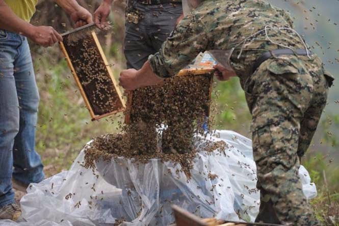 Ένας Κινέζος αποφάσισε να καλύψει το σώμα του με 460.000 μέλισσες - Δείτε το αποτέλεσμα… [photos] - Φωτογραφία 1