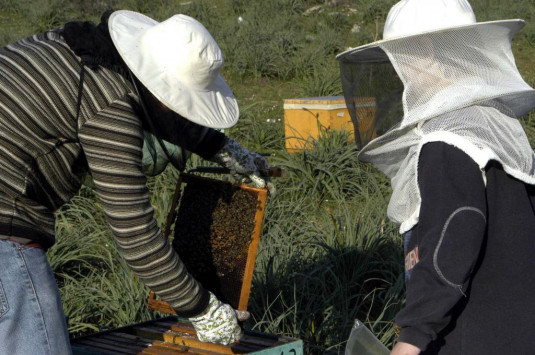 Έβρος: Τεράστιες απώλειες για τους μελισσοκόμους λόγω καιρού - Φωτογραφία 1