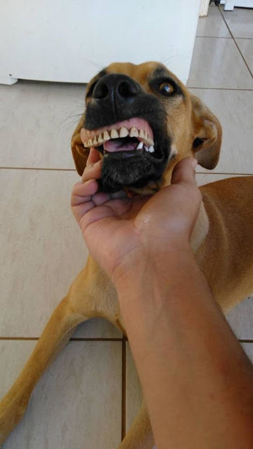 Ιδιοκτήτης πέθανε από τα γέλια όταν έμαθε ότι ο σκύλος του «απέκτησε» τα νέα δόντια του - Φωτογραφία 2